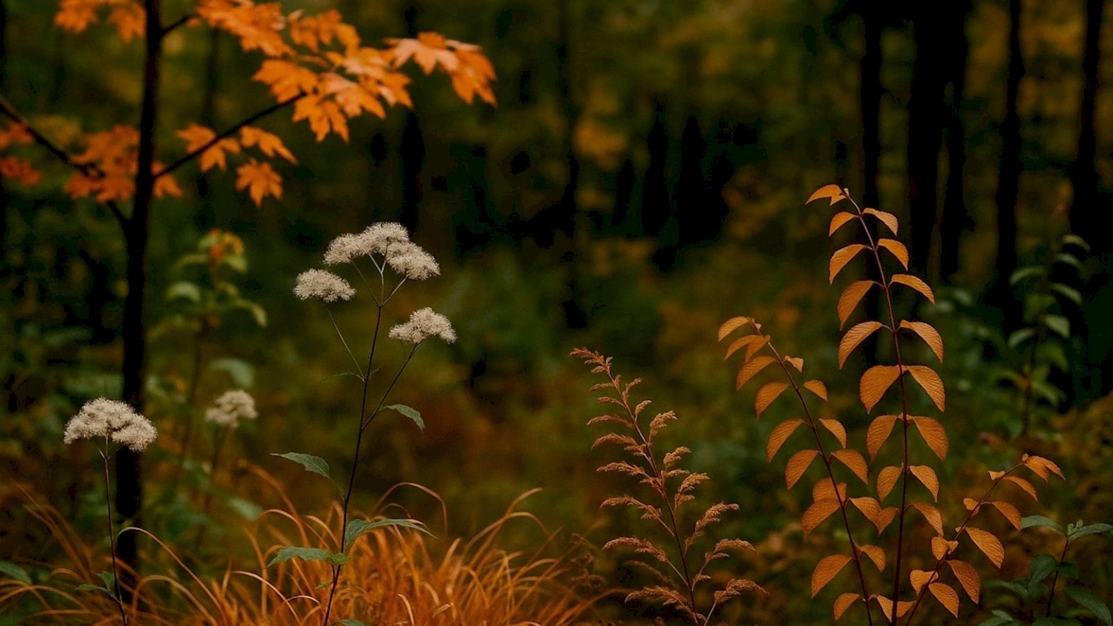 Mevsimlere Göre Bitki Gözlemciliği
