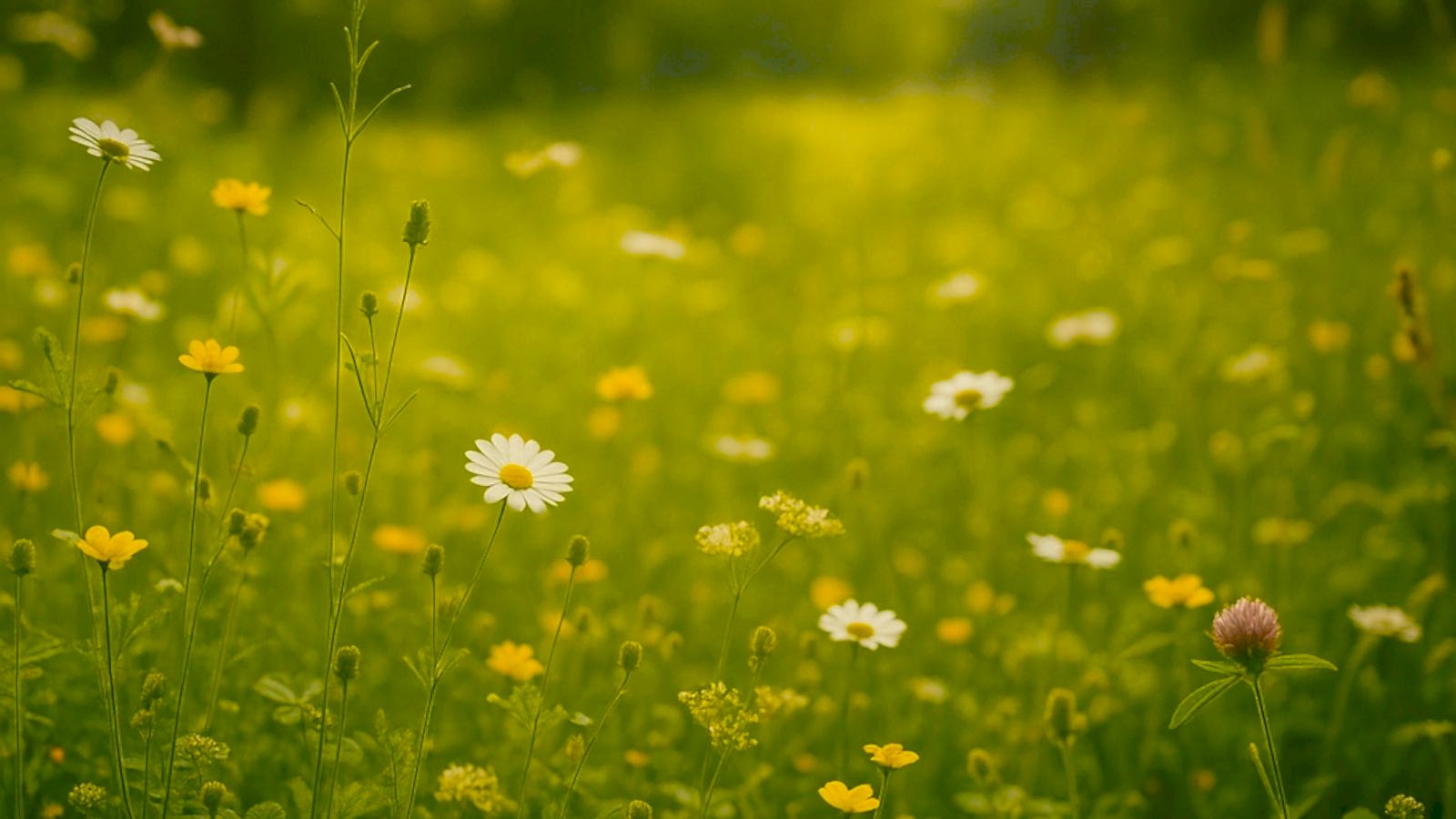 Bitki Gözlemciliğine Başlangıç Rehberi